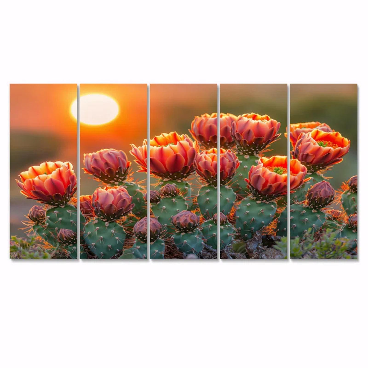 Blooming Cacti At Sunset 28x60